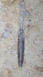 Hibolithes sp. (MONTFORT 1808) - Bild &copy; FossNet FossilienStore